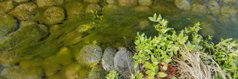 Ječná sláma - Biologická prevence růstu řas v jezírku