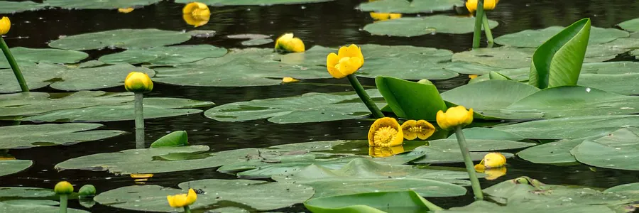 NUPHAR LUTEA - Ničitel vláknitých řas?